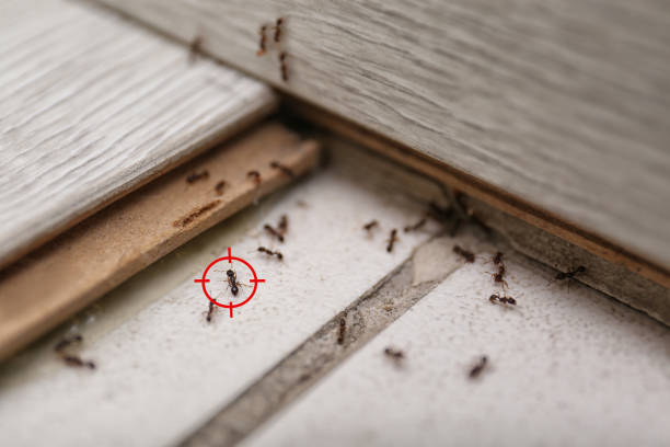 Best Best Pest Control Companies  in Gramercy, LA