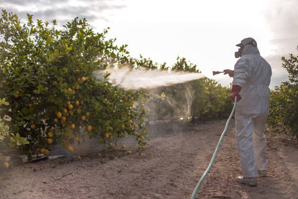 Best Pest Control for Homes  in Gramercy, LA