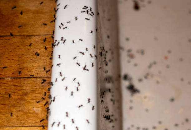 Wildlife Control Services in Gramercy, LA
