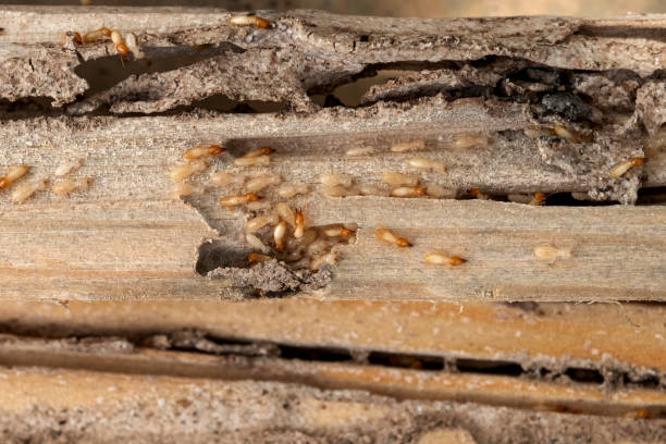 Best Wildlife Control Services  in Gramercy, LA